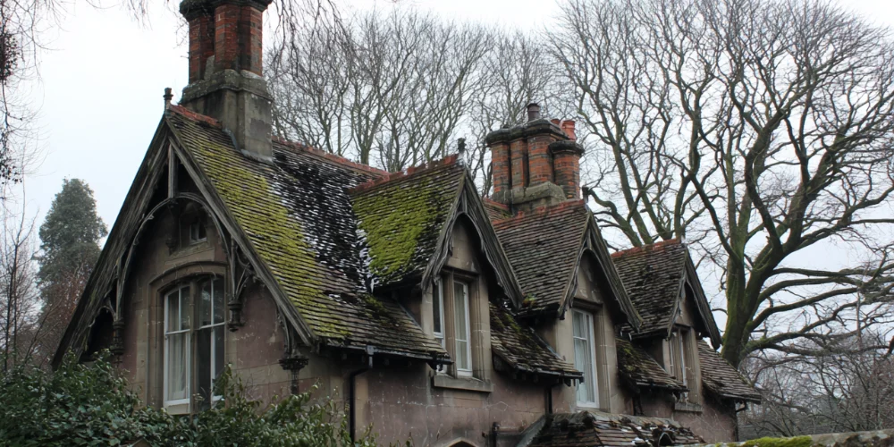 How Moss and Algae Shorten the Life of Your Roof